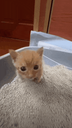a kitten is sitting on top of a pile of cat litter .
