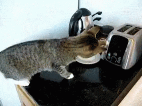Shocked Scared GIF - Shocked Scared Cat GIFs