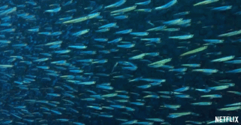 Fish Packed GIF - Fish Packed Changing Colors GIFs