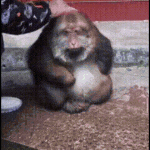 a person is petting a monkey that is sitting on the ground
