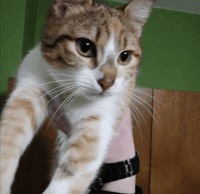 a brown and white cat is being held by a person