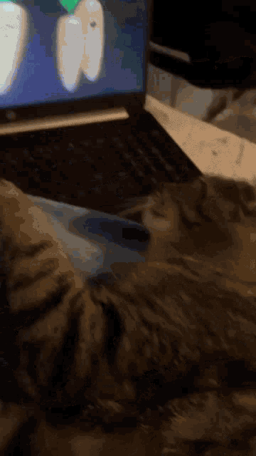a cat is laying on a person 's lap in front of a laptop computer