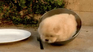 Puppy Playing GIF - Puppy Playing GIFs