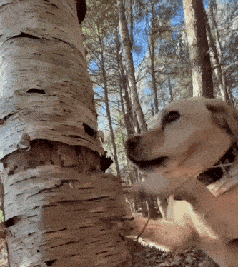 a dog sniffing a tree in the woods