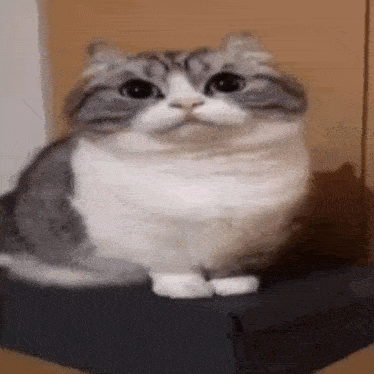 a gray and white cat is sitting on top of a cardboard box and looking at the camera .