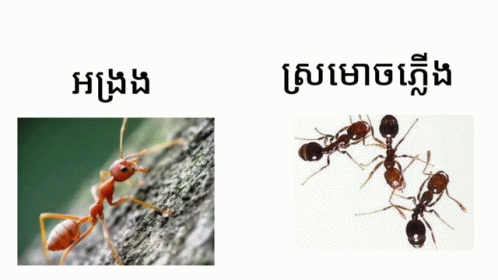 Fire Ant GIF - Fire Ant GIFs