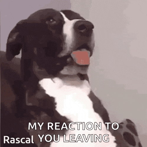 a black and white dog is sitting on a couch with its tongue hanging out .
