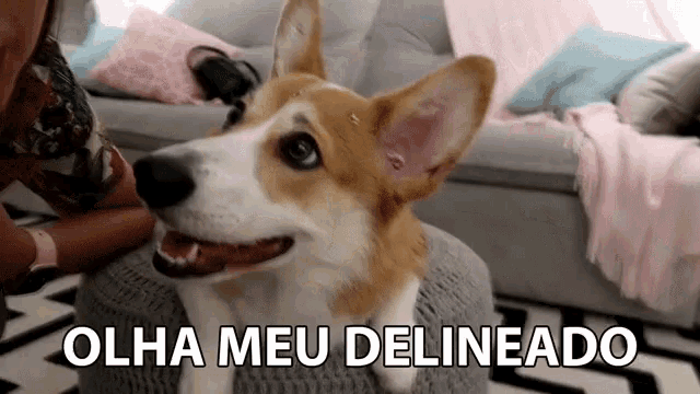 a dog sitting on a person 's lap with olha meu delineado written on the bottom