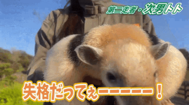 a person is holding a small animal in their hands with chinese writing above it