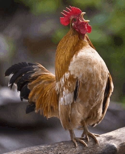 a brown and white rooster with a red crest is standing on a wooden branch .