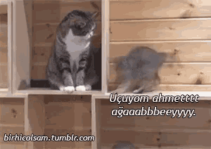 a cat is sitting on a shelf next to a shadow of another cat