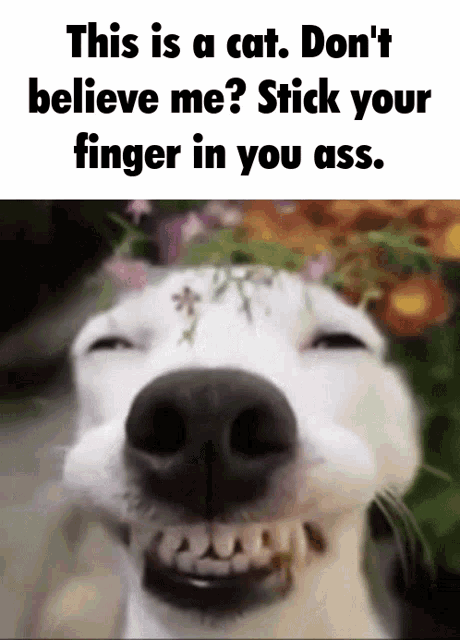 a close up of a dog 's face with a caption that says this is a cat don 't believe me