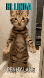 a kitten standing on its hind legs with the words hi linda penny lane below it
