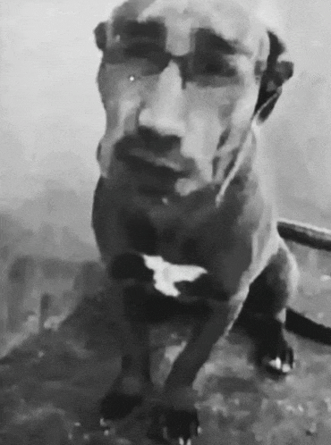 a black and white photo of a dog with a man 's face on it 's face .