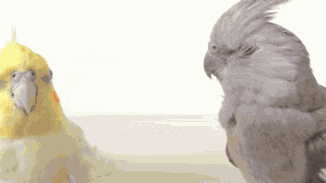 two birds are sitting next to each other on a table