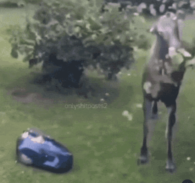 a moose is standing in the grass next to a lawn mower .
