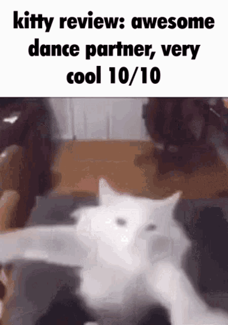 Kitty Review Cat GIF