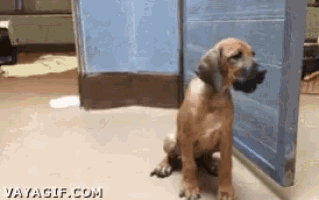 a brown dog is sitting in front of a blue door with a vavagif.com watermark