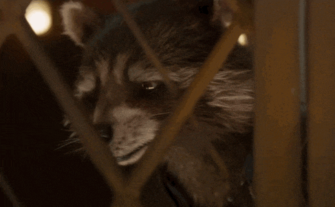 a raccoon is peeking out from behind a fence .