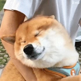 a person is holding a shiba inu dog with its eyes closed and smiling .
