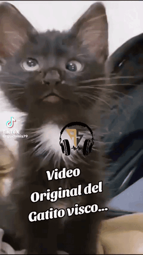 Gracy Cat GIF - Gracy Cat Tiktok GIFs