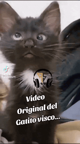 a black and white cat with the words video original del gatito visco written below it