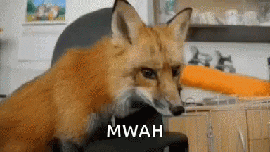 Fox Animals GIF - Fox Animals Cute Animals GIFs