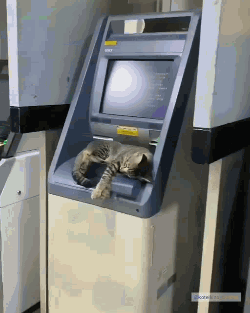 Cat Chill GIF - Cat Chill Dont Care GIFs