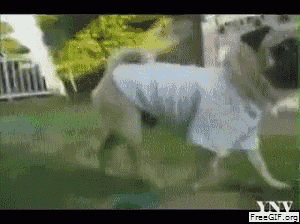 a pug dog wearing a white shirt is walking on a grassy field