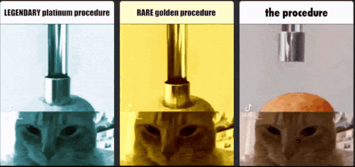 three pictures of a cat with the words legendary platinum procedure rare golden procedure the procedure