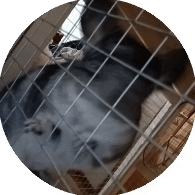 a cat is laying in a cage with a fan behind it
