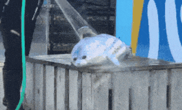 a fish is being sprayed with water from a hose
