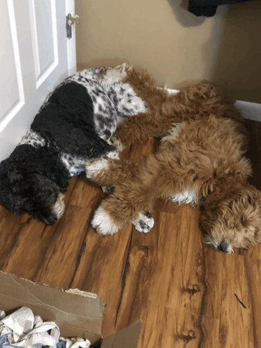 Cute Dogs GIF - Cute Dogs GIFs