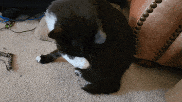 a black and white cat scratching itself on a carpet