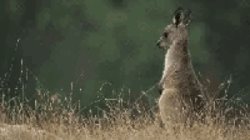 a kangaroo is sitting in the tall grass looking at the camera .