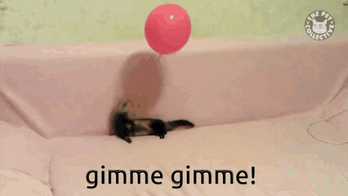 a picture of a ferret holding a red balloon with the words gimme gimme