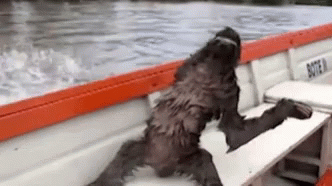 Sloth Speed GIF - Sloth Speed Boat GIFs