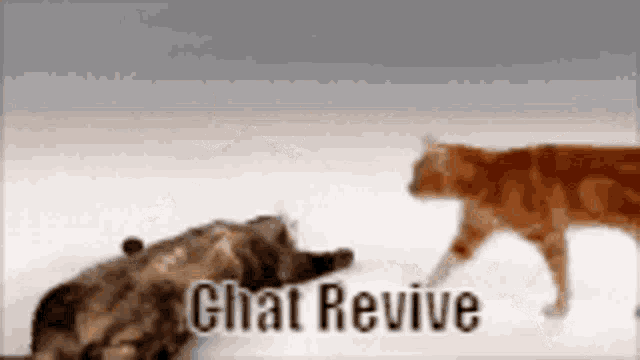 Chat Revive GIF - Chat Revive Discord GIFs