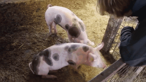 So Good He Can Barely Stand It GIF - Pig Pet Fall GIFs