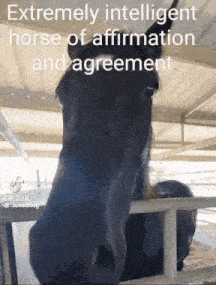 an extremely intelligent horse of affirmation and agreement is standing behind a fence