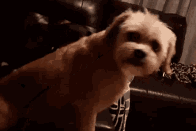 a small brown dog is sitting on a couch looking at the camera