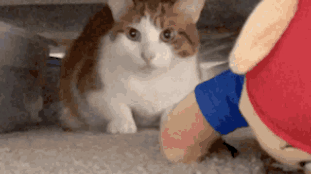 a brown and white cat sitting next to a stuffed animal with a blue shirt on