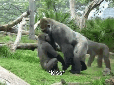 Monkey Kisses Are Cute. GIF - Monkeykisses GIFs