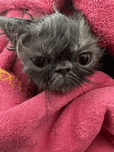 a wet cat wrapped in a pink towel