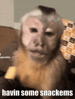 a picture of a monkey with the caption " havin some snackems " on it