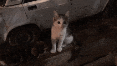 two cats are sitting next to a car