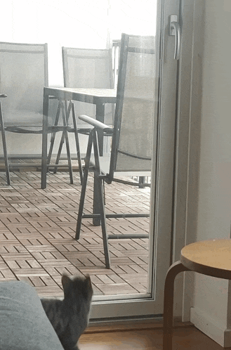 a cat looking out of a sliding glass door
