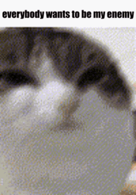 a picture of a cat with the caption everybody wants to be my enemy .
