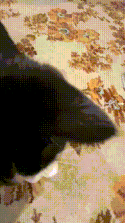 a black cat is laying on a floral carpet