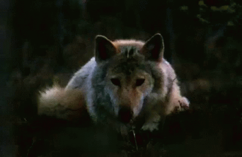 Wolf Morning GIF